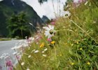 2003060529 balestrand blomster